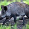 Die Polizei warnt vor Wildwechsel im Landkreis Günzburg.Nach dem Fund von zwei Wildschweinen wird die Restriktionszone vergrößert. (Symbolbild)