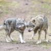 Wölfe laufen im Wildpark Schorfheide durchs Gehege. 