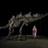 Unglaublich gut erhalten ist das Skelett des Stegosaurus, berichtet das Auktionshaus Sotheby's in New York.