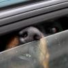 Zwei Hundehalterinnen haben am Wochenende ihre Hunde  bei Hitze in ihre Autos eingesperrt. Das hat Konsequenzen. 