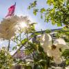 In Steinfurth wurde das Rosenfest gefeiert.