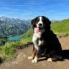 Mit dem Hund in die Berge gehen, das kann für Mensch und Tier ein tolles Erlebnis sein. Nur die Wanderroute sollte sich auch für beide eignen.