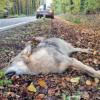 Jedes Jahr sterben mehr als 100 Wölfe in Deutschland durch Verkehrsunfälle.
