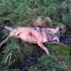 Immer wieder werden Wölfe illegal erschossen. Die Tötung der streng geschützten Tiere ist verboten.
