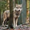 Vor etwa 25 Jahren sind die Wölfe nach Deutschland zurückgekehrt. Seitdem breiten sie sich zunehmend aus.