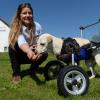 Gehhilfen oder speziell angefertigte Rollstühle helfen Hunden mit Handicap. 