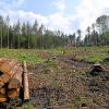 Kahlschlag wegen Hagels: Große Waldflächen müssen nach dem Unwetter vom vorigen Jahr nun im Süden des Landkreises Augsburg abgeholzt werden.