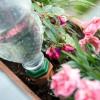 Eine Flasche Wasser gegen das Verdursten: Balkonpflanzen lassen sich in der Urlaubszeit auch mit Selbstbau-Lösungen bewässern.