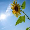 Eine Sonnenblume reckt ihre Blüte der Sonne entgegen. In den nächsten Tagen erwartet der Deutsche Wetterdienst viel Sonne und einzelne Schauer sowie abendliche Gewitter. 
