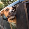Urlaubsplanung mit Hund: Für eine sorgenfreie Reise sollten Impfungen, Mikrochip-Registrierung und hundefreundliche Unterkünfte beachtet werden.