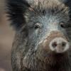 Wild- und Hausschweine können sich gleichermaßen mit der Schweinepest anstecken, die in Südhessen ausgebrochen ist. (Archivbild)