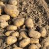 Viel Regen, wenig Sonne - die Landwirte erwarten eine schwierige Kartoffelernte. (Archivfoto)