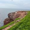 Vogelparadies Lummenfelsen: Hier, im kleinsten Naturschutzgebiet Deutschlands auf Helgoland, brüten viele Vögel - darunter die Trottellumme.