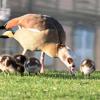 Die Nilgans frisst überwiegend Pflanzen - aber Pommes scheint sie auch zu lieben. (Archivbild)