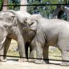 Assam (links) und Ta Wan (rechts) sind erst seit wenigen Wochen im Augsburger Zoo.