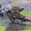 Vögel und Insekten brauchen ebenfalls ausreichend Wasser. Wer einen kleinen Behälter mit Wasser aufstellt, schützt damit seinen Garten.