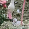 Fünf Eier hatten die Rosa Flamingos im Augsburger Zoo gelegt. Doch plötzlich waren die Eier weg. Jetzt wird wieder gebalzt. 