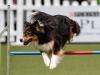 Die Sprunghöhe wird beim Agility an die Größe des Hundes angepasst. Somit variiert sie zwischen 25 und 60 Zentimeter. 