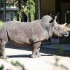 Die Nashornkuh Baby, hier bei ihrem ersten Freigang im Augsburger Zoo, musste am Mittwoch mit 52 Jahren eingeschläfert werden. 