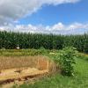 Ein „Bett im Kornfeld“, blühende Sommerblumen und zahlreiche Sitzmöglichkeiten laden nach der aufregenden Verirrungs-Tour im Labyrinth in Wolferstadt zum Sitzen und Entspannen ein.