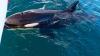 Wollen die riesigen Orcas sich mit den Attacken nur die Zeit vertreiben? Wollen die riesigen Orcas sich mit den Attacken nur die Zeit vertreiben?