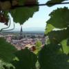 Ist geprägt von Wein und dessen Anbau: Ihringen am Kaiserstuhl.