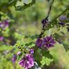 Malve, Wicke, Senf: Diese und weitere Wildblumen verbessern die Bodenqualität im Weinberg.