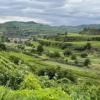 Blick vom Wildbienenpfad aus: 5,5 Kilometer lang ist der Rundweg bei Bickensohl im Kaiserstuhl.