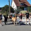 Mit den Alpakas spazierten die Kinder auch über die Felder und durch den Wald von Mainbach.