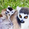 Das Katta-Baby aus dem Augsburger Zoo hängt noch sehr an seiner Mama.