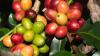 Kaffeestrauch im Ökotourismus-Komplex Río Blanco: Ein Lehrpfad führt hier durch die Plantagen. Kaffeestrauch im Ökotourismus-Komplex Río Blanco: Ein Lehrpfad führt hier durch die Plantagen.
