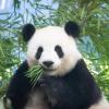 Sie ist trächtig: Pandaweibchen Meng Meng ist mit Zwillingen schwanger.