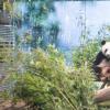 Nach fünf Jahren wird im Berliner Zoo wieder Panda-Nachwuchs erwartet. Die schwangere Meng Meng zeigt sie sich gerade eher selten.