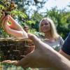 Nur reife Brombeeren sind weich und lassen sich leicht vom Zweig lösen.