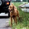 Ausgesetzte Hunde sind in der Urlaubszeit auch in Aichach-Friedberg keine Seltenheit. 