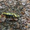 Tierische Begegnung beim Wandern: ein Feuersalamander auf dem Urwaldsteig am Edersee.