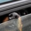 In Günzburg hat die Polizei einen Hund aus einem überhitzten Auto gerettet.