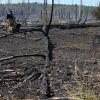 Im vergangenen Jahr brannten bei Jüterbog etliche Hektar Wald ab. (Archivbild)