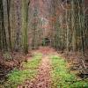 Beim Spazierengehen im Wald bei Diedorf hat ein Mann einen Verletzten entdeckt, der hilflos am Boden lag. 