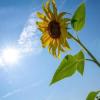 In Bayern wurden 2024 wieder weniger Sonnenblumen angebaut. (Archivbild)