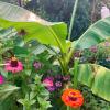 Spätsommer im Garten: Die Banane wuchert und die Zinnien leuchten dazu.