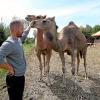 „Circus Renz“ hat seine Zelte in Langweid aufgeschlagen. Auf dem Bild zeigt Robert Renz die Dromedare. 