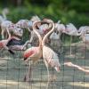 Flamingos bilden auch männliche Pärchen. Diese beiden sind aber heterosexuell. 