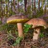 Aktuell sprießen Steinpilze und Co in den heimischen Wäldern. Doch es gibt einiges zu beachten. 