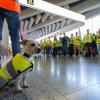 Streikhund Minthi beim Streik bei Lufthansa-Tochter Discover Airlines