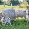 Die Ähnlichkeit der Fellfärbung legt nahe, dass der kleine Flumo von Ziegenbock Rune (rechts) abstammt. Flumos Mutter ist jedoch ein Schaf.