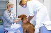 Regelmäßige Vorsorgeuntersuchungen beim Tierarzt erspart Ihrem älteren Hund womöglich Schmerzen, da gesundheitliche Probleme frühzeitig entdeckt werden können.