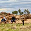 Zwischenstopps in Alice Springs: Hier können «Ghan»Australien ist heute das Land mit der weltweit größten wilden Kamel-Population – mehr als eine Million Tiere.