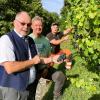 Sehr zufrieden mit der Traubenernte: (von links) Bürgermeister Peter Segeth, Stadtgärtnereileiter Uwe Johannsen und Jürgen Brandl.