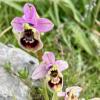 Man muss schon genau hinschauen, um die Schönheit der kleinen wilden Orchideen im Nationalpark Gargano zu entdecken.